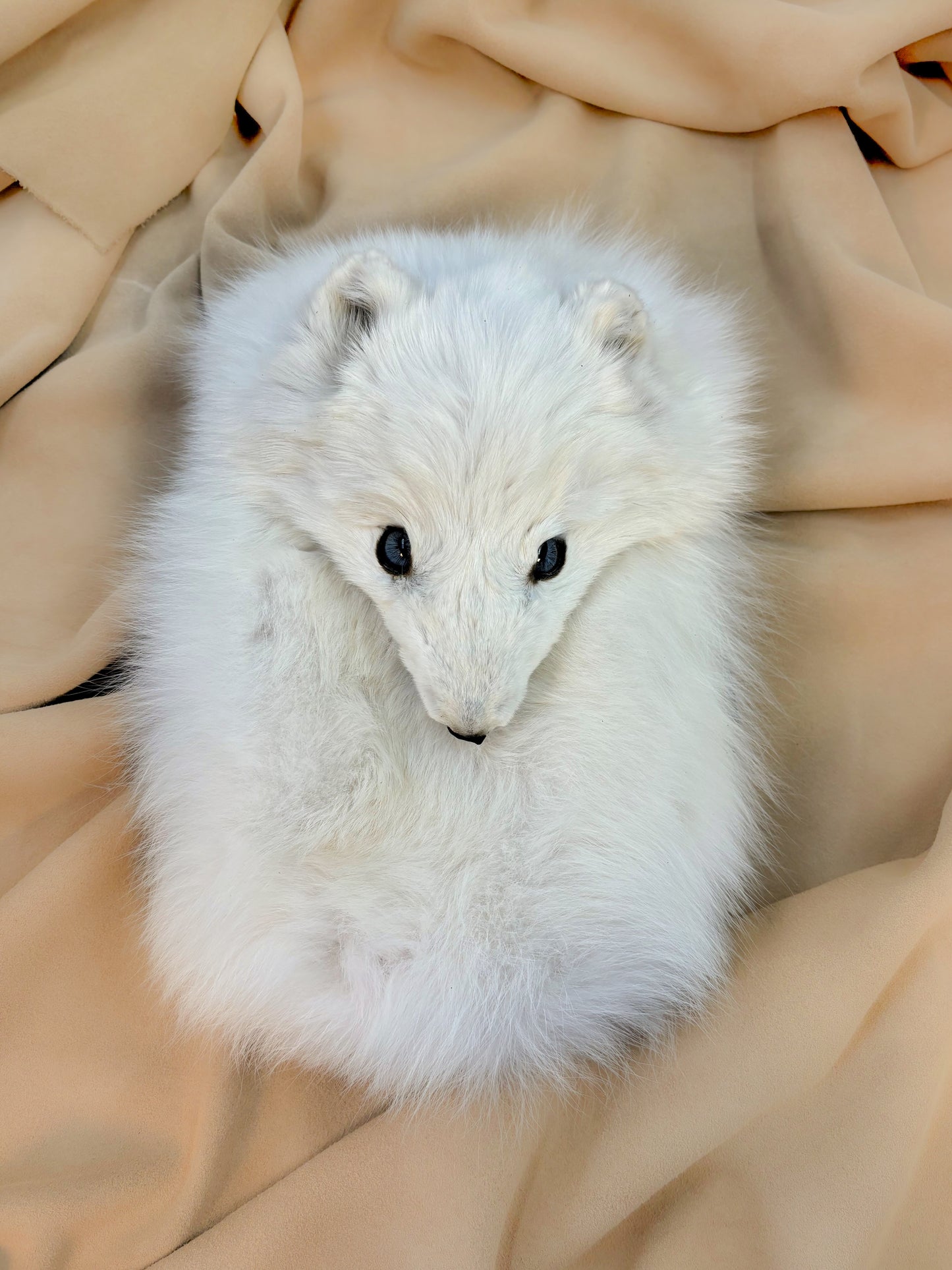 Arctic Fox