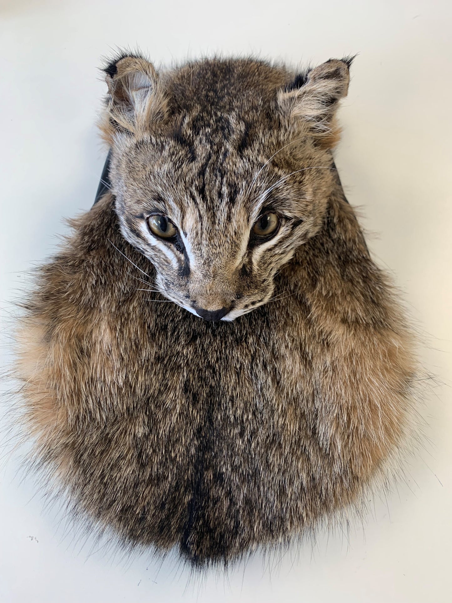 Bobcat
