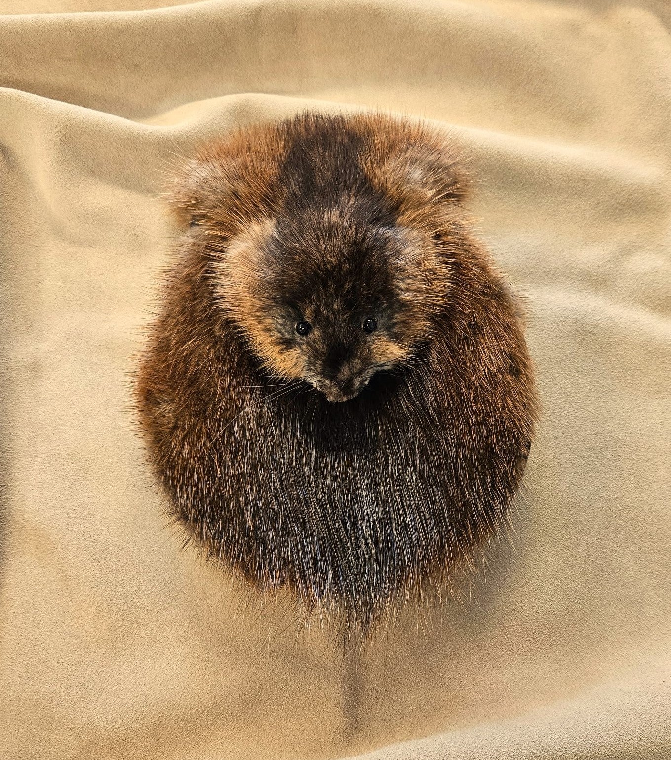 Brown Muskrat Full Mask No Tassels
