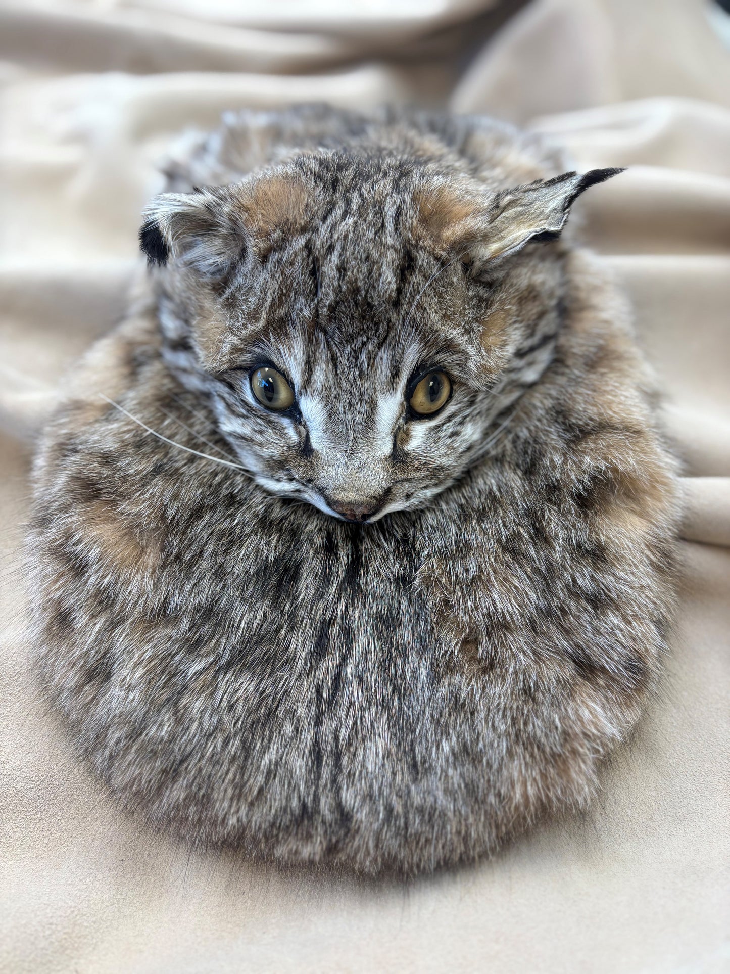 Bobcat