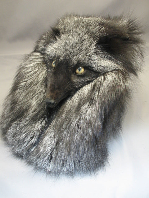 Silver Fox