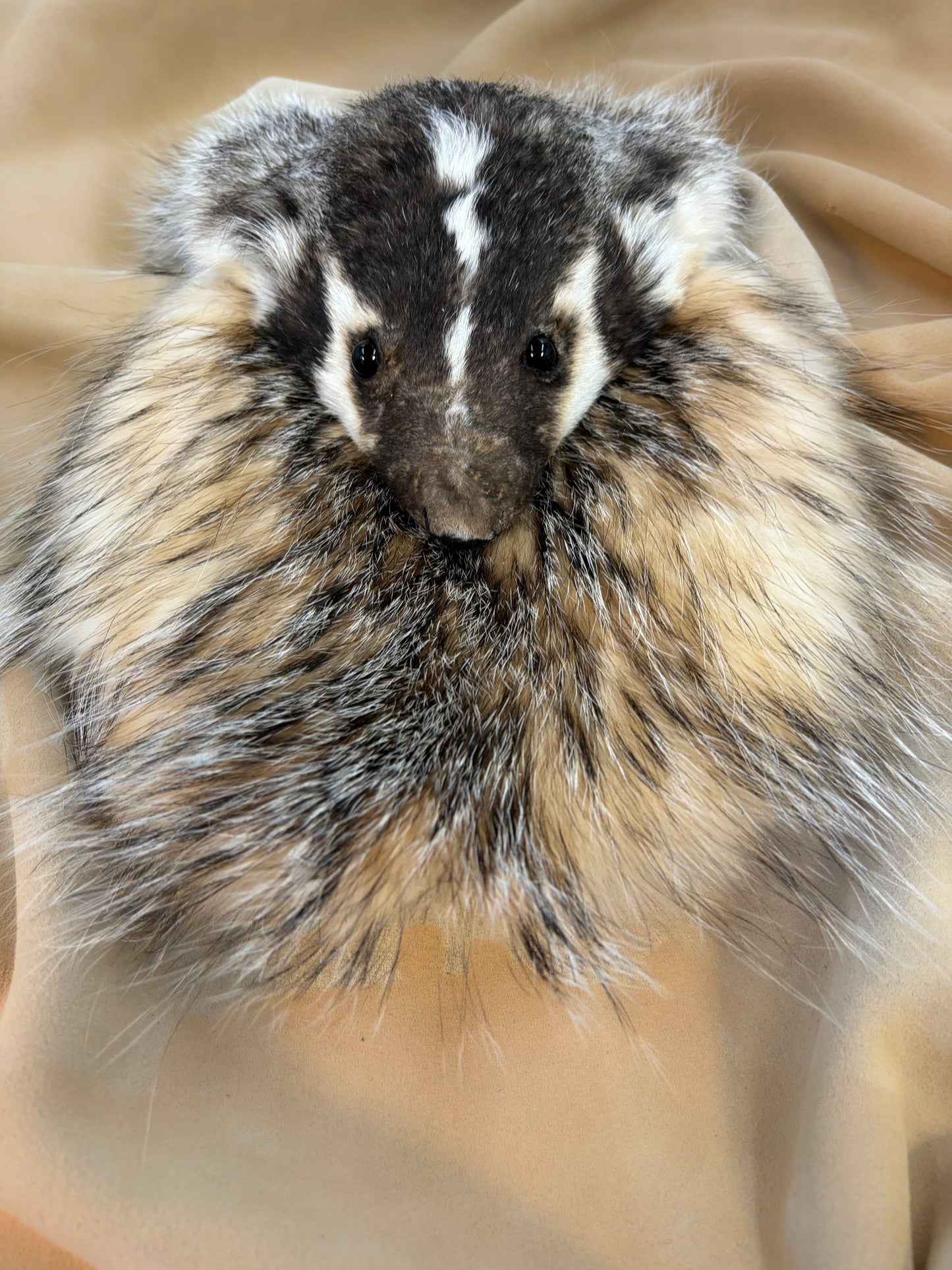 Plain Badger