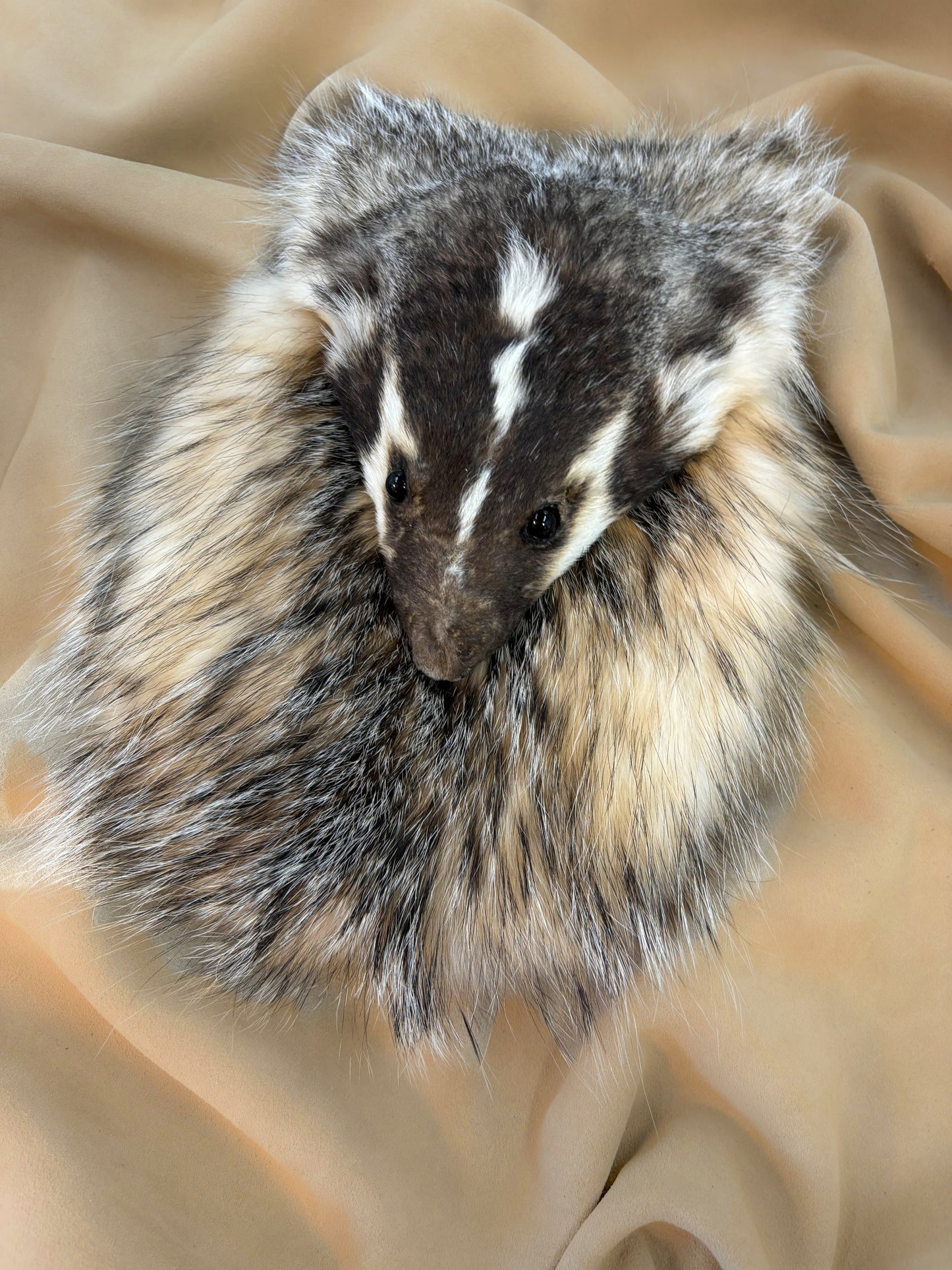 Plain Badger