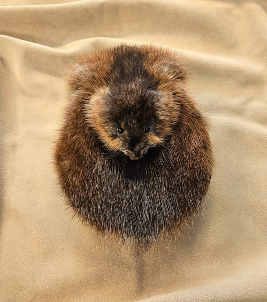 Brown Muskrat Full Mask No Tassels