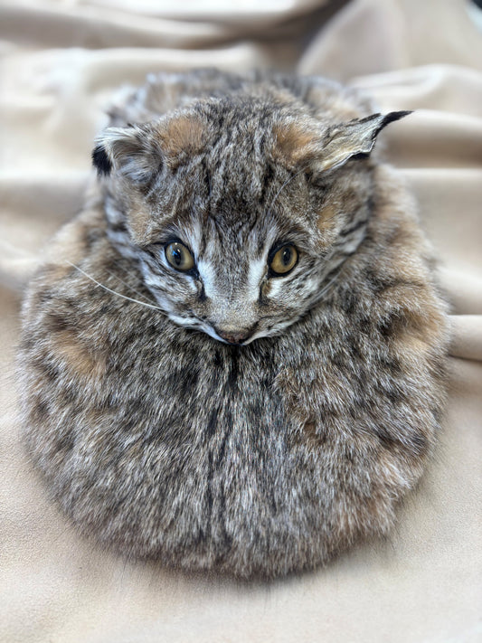 Bobcat