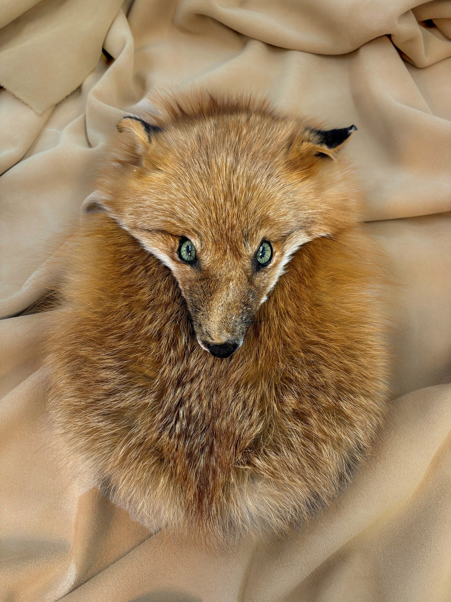 Red Fox