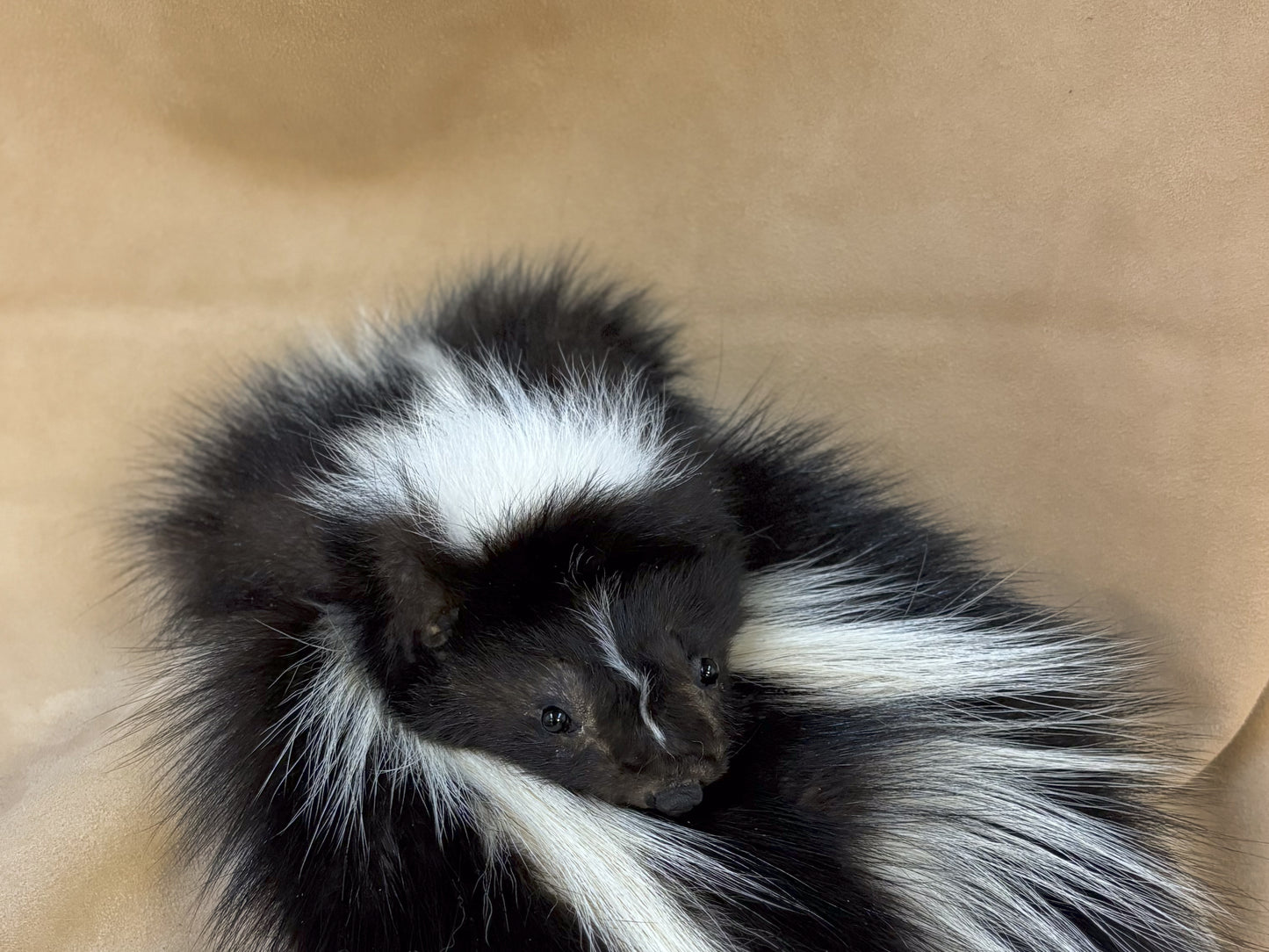 Skunk