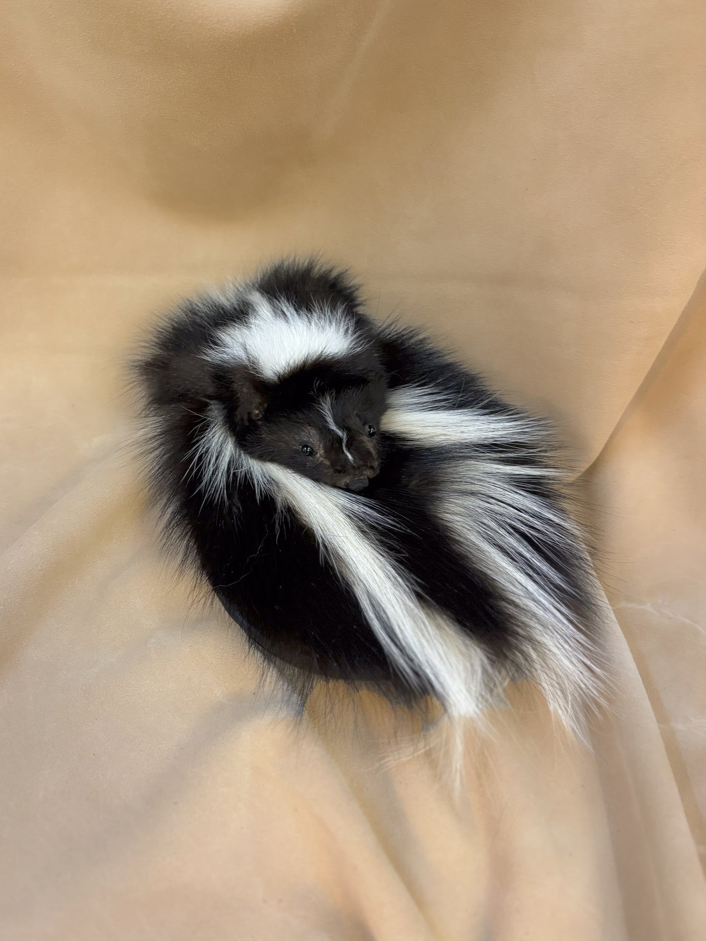 Skunk